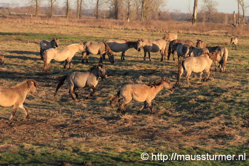 2016-11-28 Gewonde wilde jonge hengst Maaseik (7335).jpg